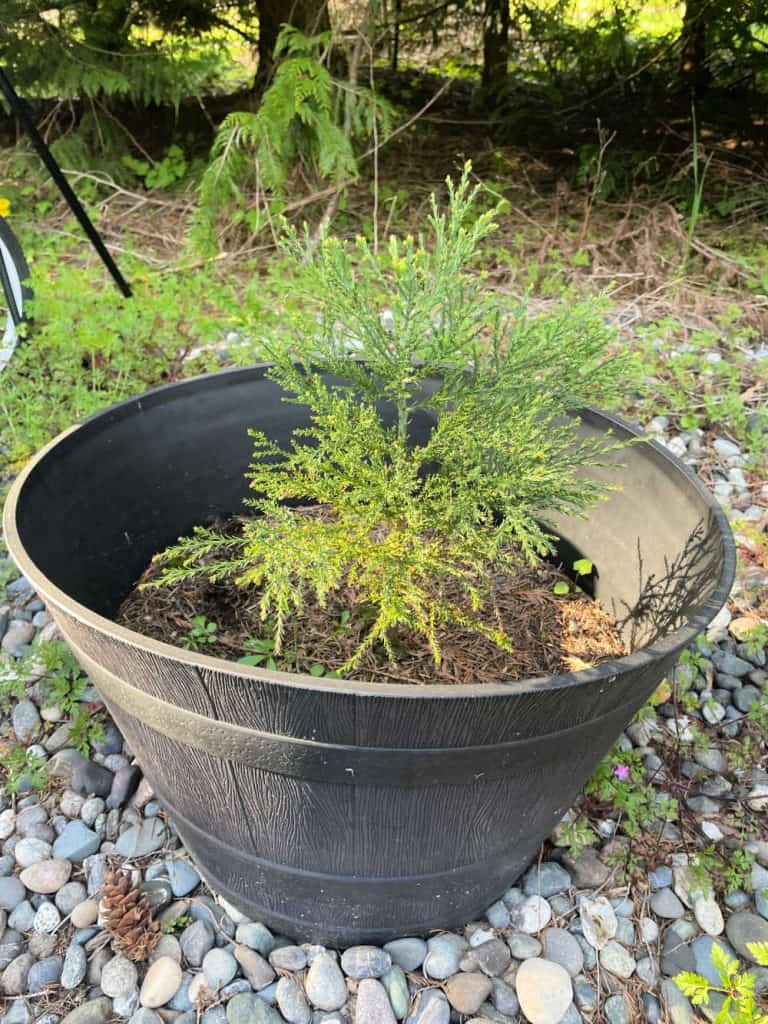 Giant sequoia seedling in a container ready to plant in its permanent home. 